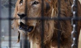 雄狮2017在线观看,穿越时空的传奇之旅